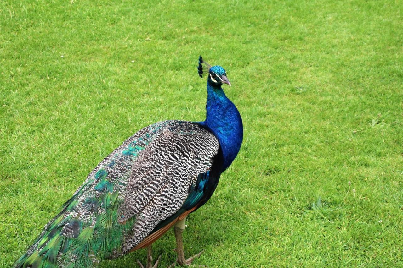 Peacock Villa Daratsos ภายนอก รูปภาพ